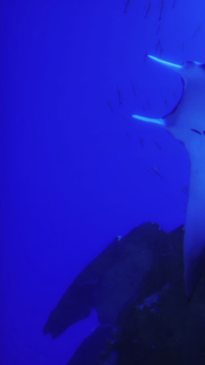 Разнообразная морская жизнь исследует подводные скалы и растения в голубых водах.
