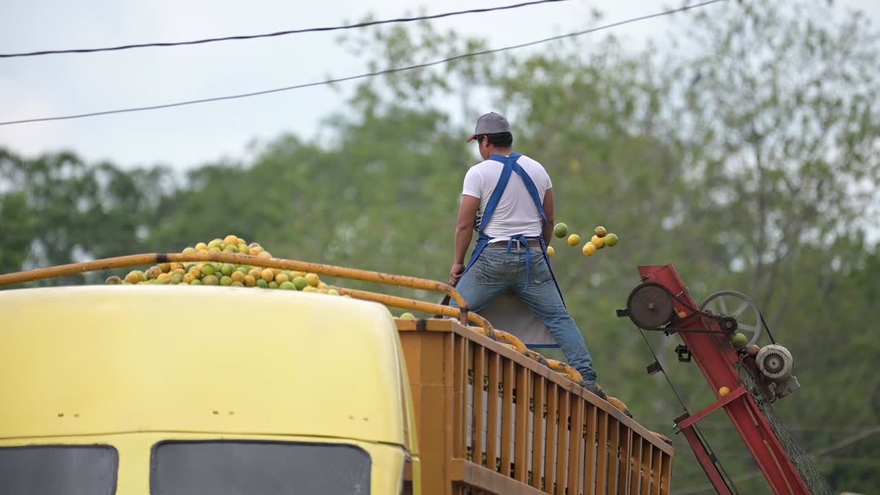 oranges on the baler belt filling a truck