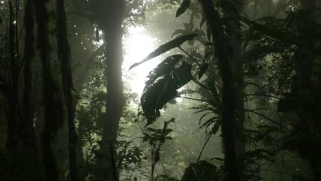 hoja retroiluminada en la selva brumosa