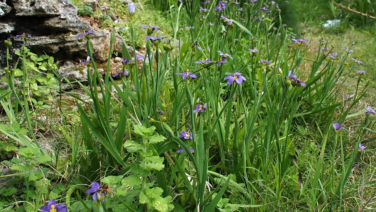 버뮤다의 국화 "버뮤디아나"를 수분시키는 벌들.