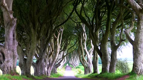 Located-in-Northern-Ireland,-The-Dark-Hedges-is-a-beautiful-row-of-beech-trees-that-has-been-made-famous-by-appearances-in-TV-shows-and-films-such-as-Game-of-Thrones