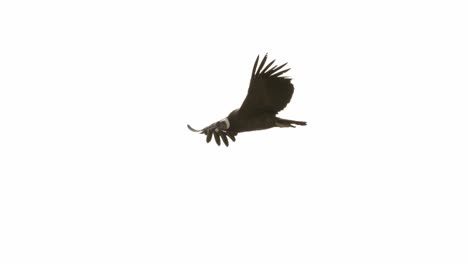 view of an adult andean condor in flight over the mountains