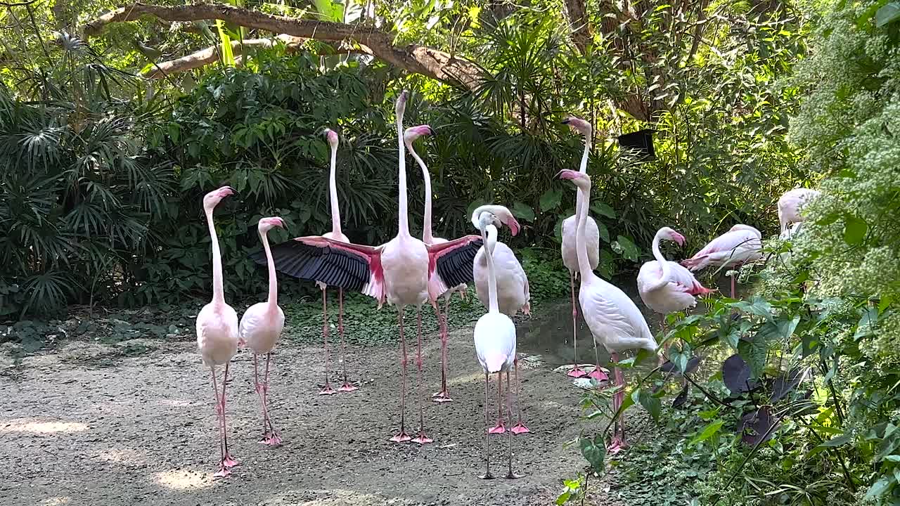 푸른 환경 에서 상호 작용 하는 플라밍고 들