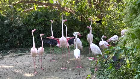 flamencos interactuando en un entorno exuberante y verde