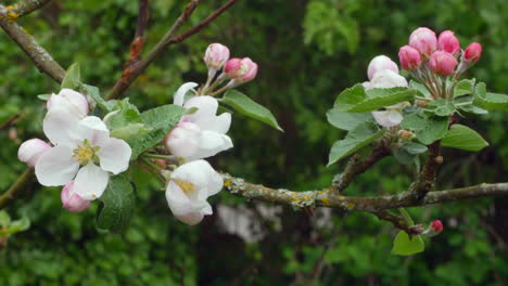 Close-up-shot-of-apple-blossom-on-a-tree-branch
