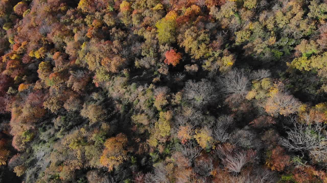 antena: plano cenital de un bosque otoñal con árboles de colores amarillentos