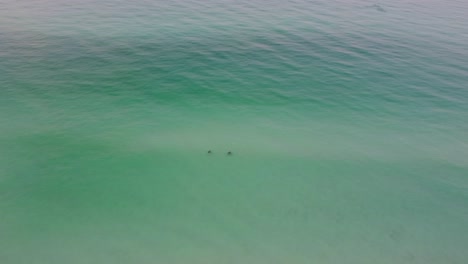 Aerial-top-View-on-the-sea-of-Beautiful-Spotted-Eagle-Rays-swimming-sandy-sea-floor-in-turquoise-water-of-gulf-of-mexico-Destin-Florida-vacation-Spotted-Eagle-Rays-swim-in-shallow-clear-water