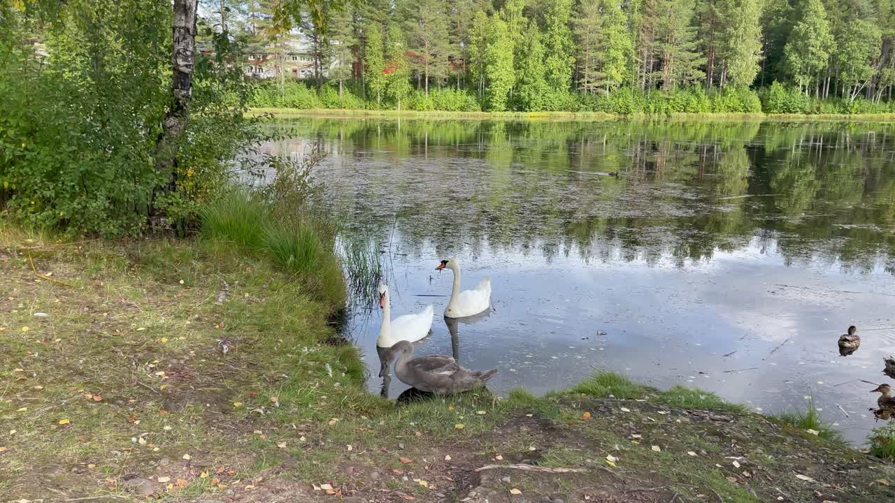 En svanfamilj vid strandkanten