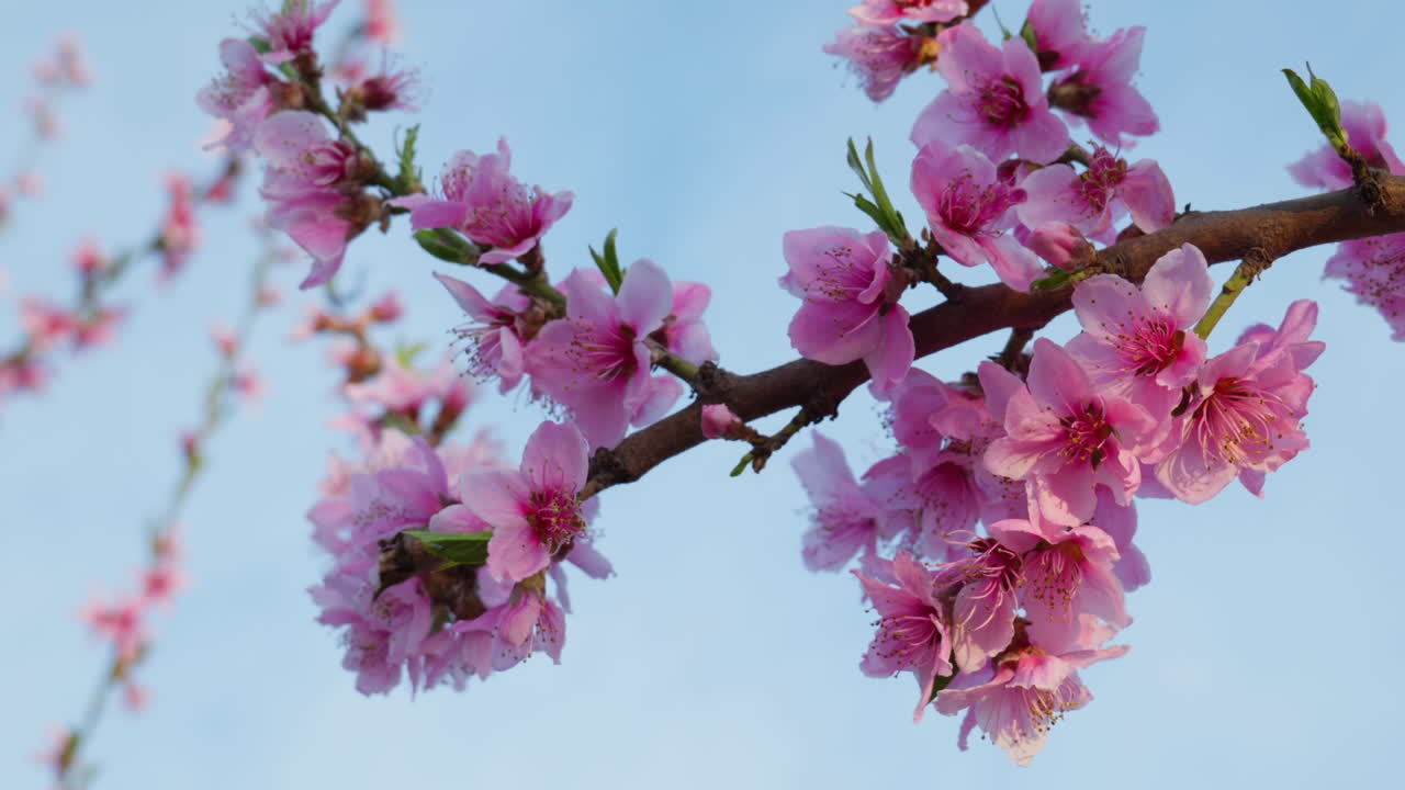 Gentle Wind Moves Through Pink Blossoms Under Blue Sky