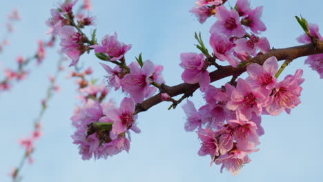 gentle wind moves through pink blossoms under blue sky