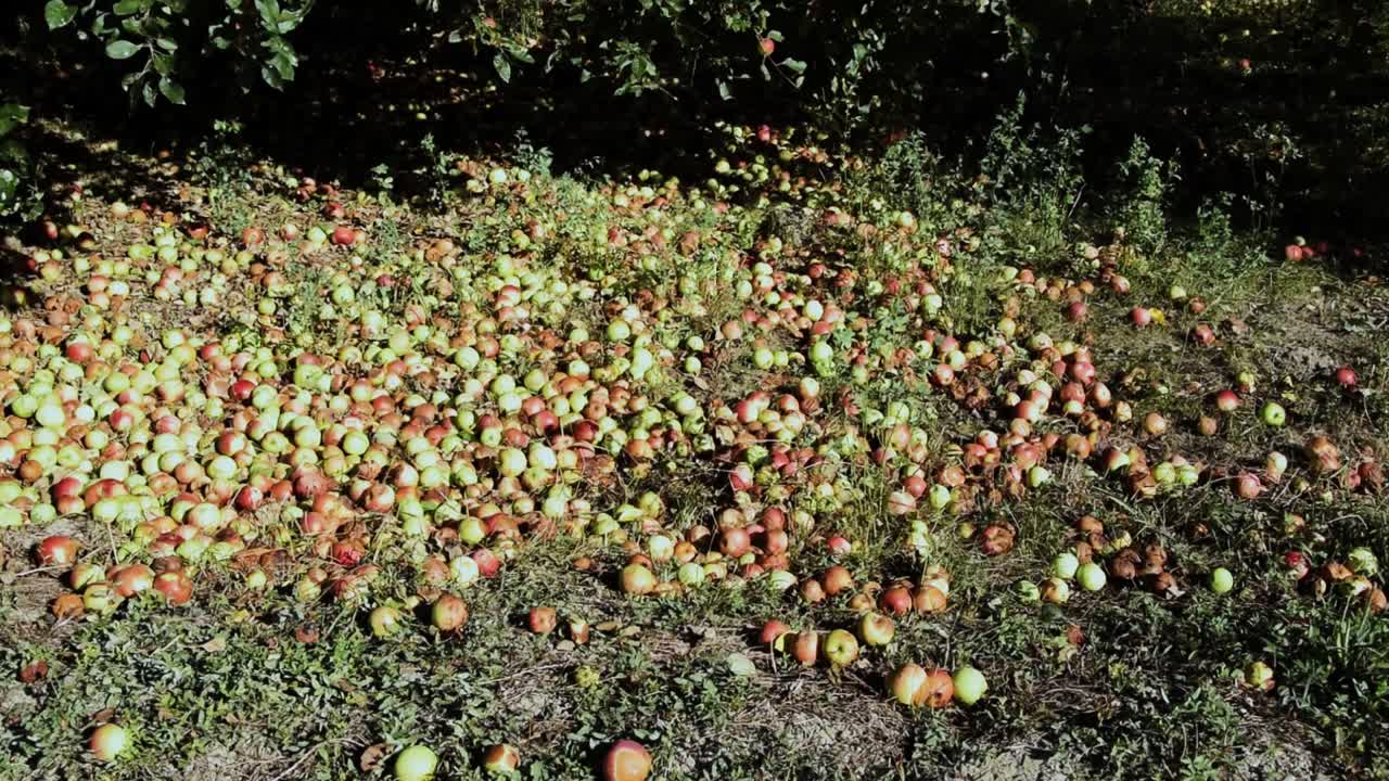 나무 아래 땅에 흩어져 있는 많은 빨간색과 녹색 횡재 사과