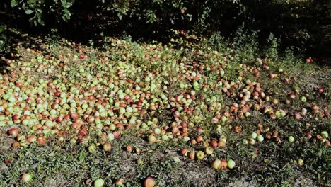 un montón de manzanas rojas y verdes esparcidas en el suelo bajo el árbol