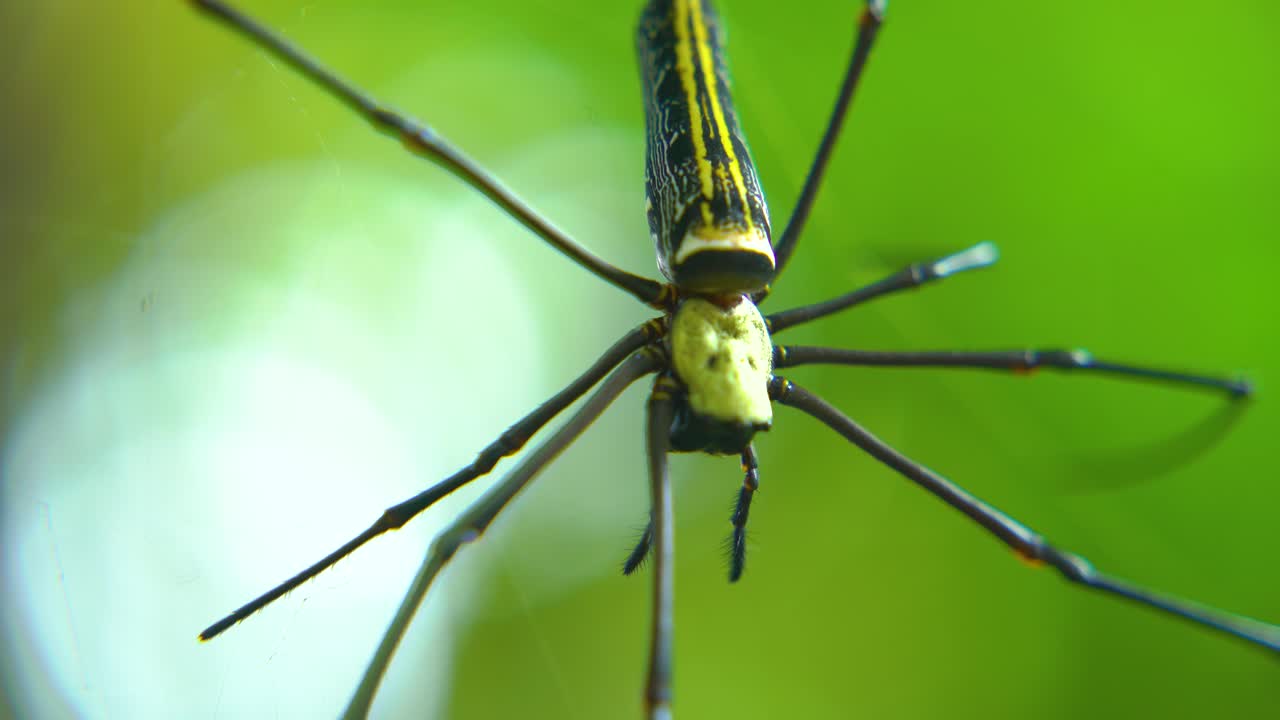una araña teje una telaraña y se sienta en ella esperando a su presa