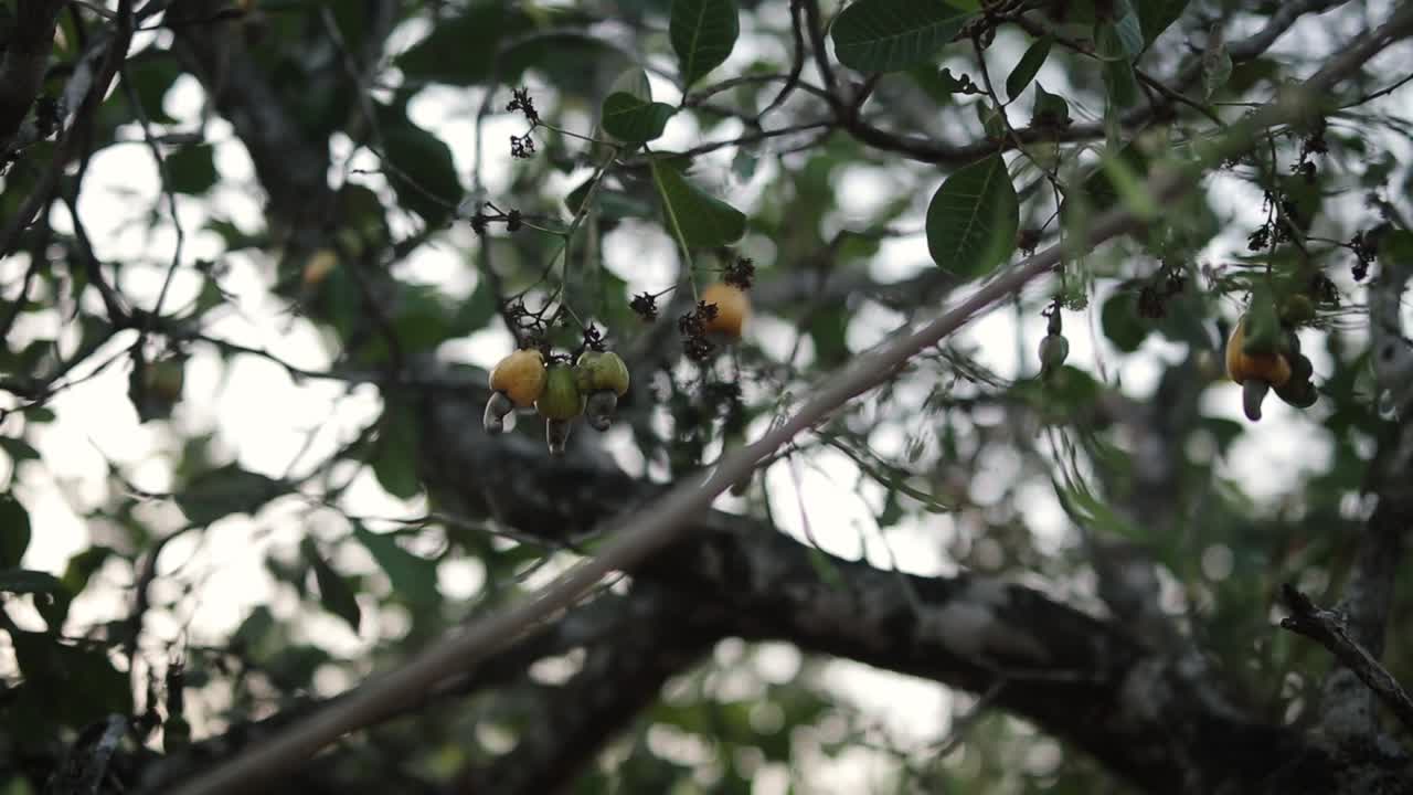 Bunch of cashew nut fruits hanging in a tree of South Indian farm