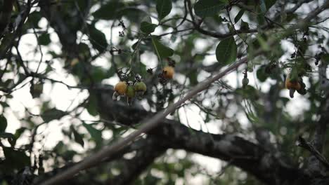 Bunch-of-cashew-nut-fruits-hanging-in-a-tree-of-South-Indian-farm