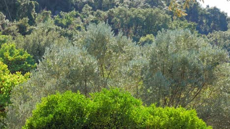 olive trees on the mountains in agia sofia beach, kefalonia islands, greece