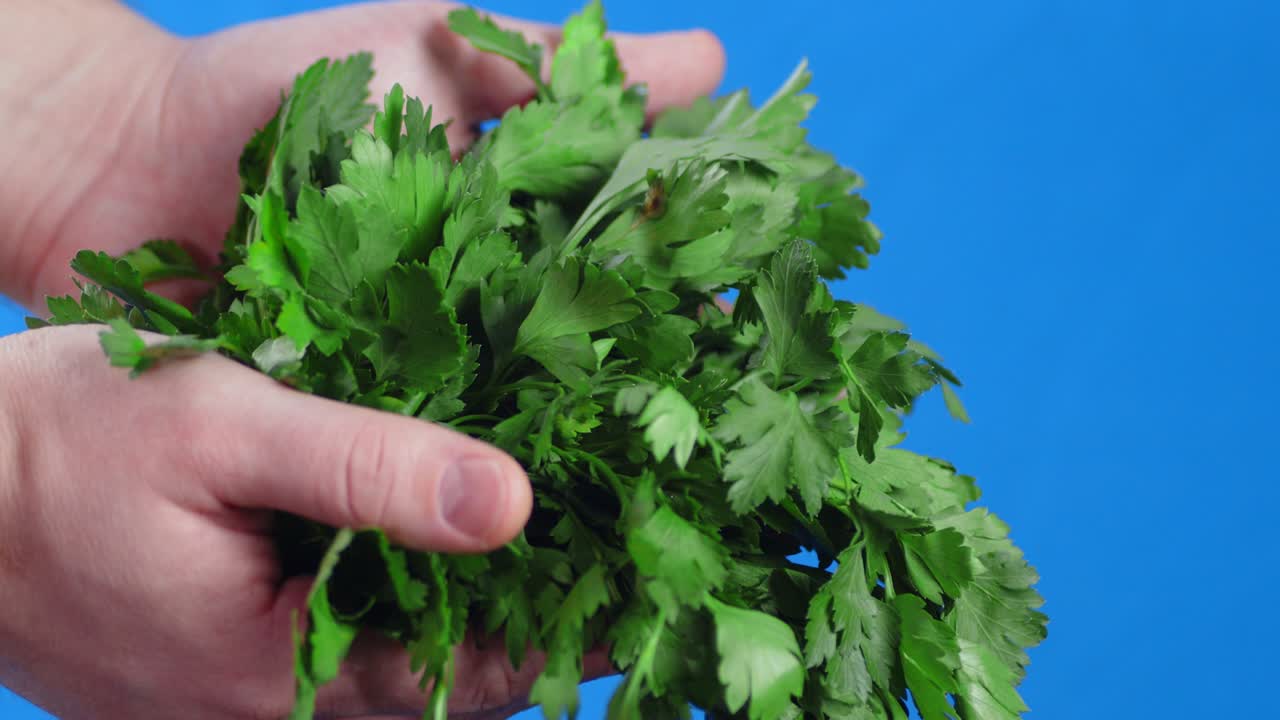 erbe di prezzemolo fresco nelle mani degli uomini.