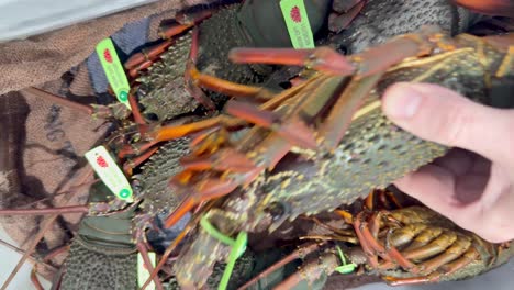 lobsters being inspected and tagged by hand