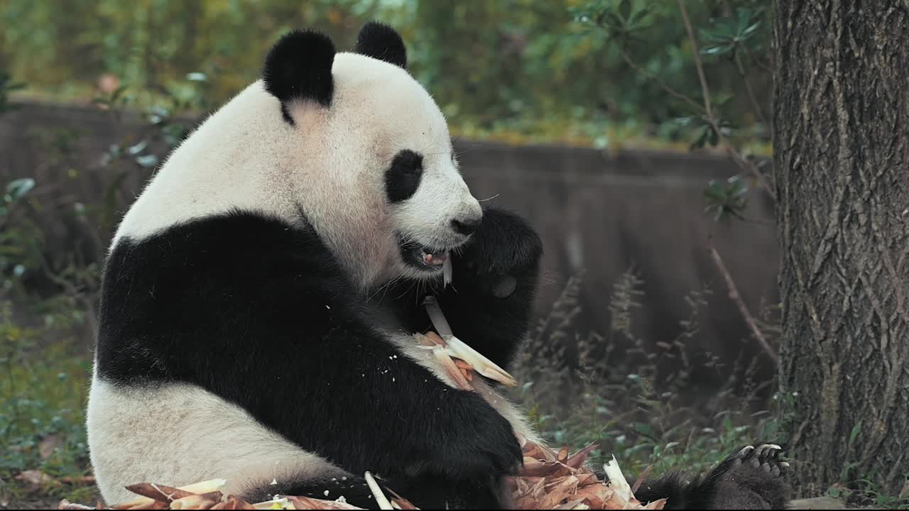 un panda lindo comiendo tallos de bambú en el zoológico