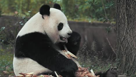 cute panda eating bamboo stems at zoo