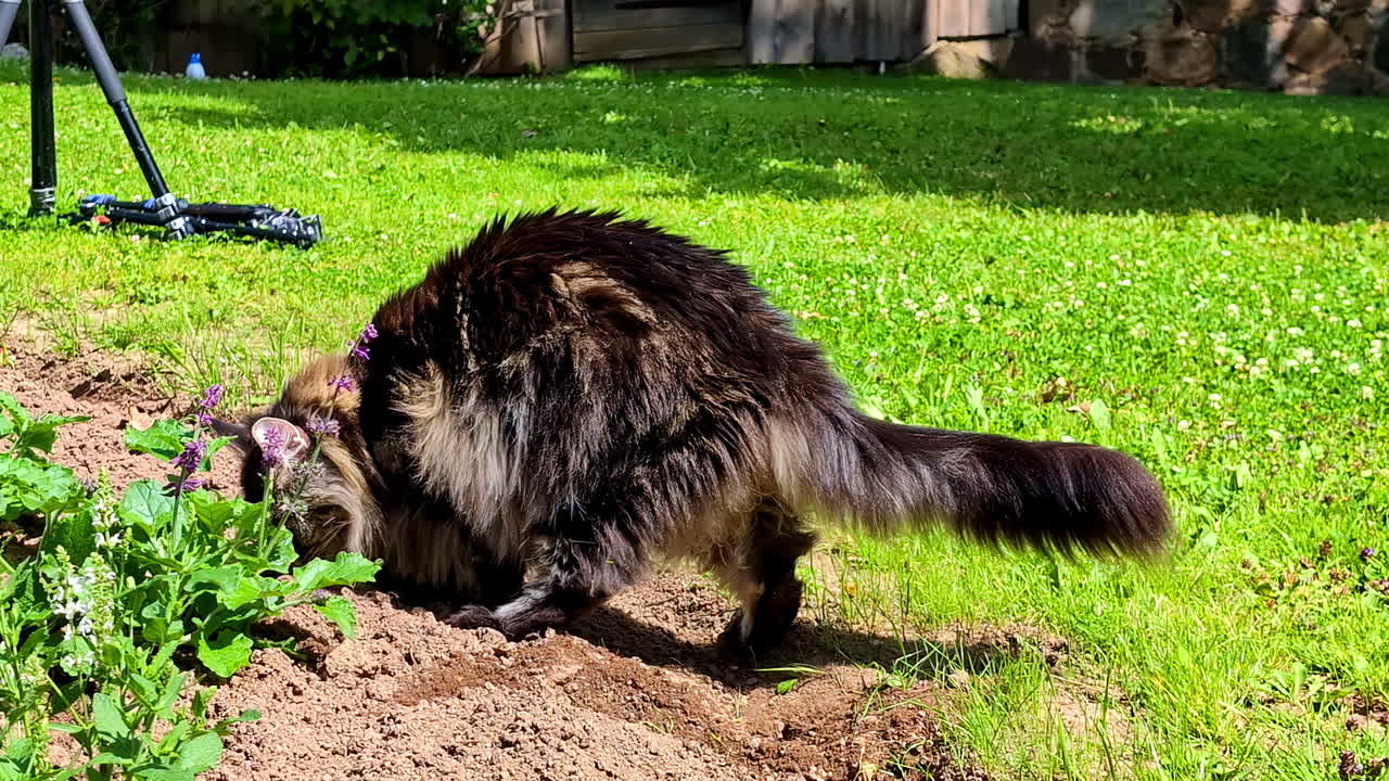 Mainecoon cat sniffing garden flowers in sunlight, surrounded by grass and soil