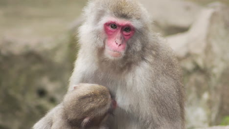 primer plano de macaco japonés amamantando