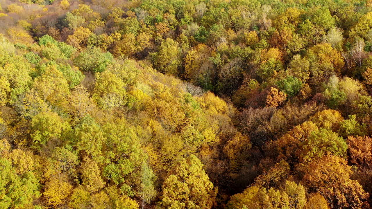 Beautiful autumn. Yellow top trees in forest in fall season. Amazing landscape of autumn colors. Aerial view.