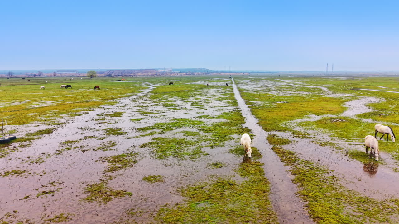 Cavalli al pascolo in un campo allagato con canali d'acqua. Ampia veduta di cavalli in un pascolo paludoso con canali di drenaggio d'acqua rettilinei sotto un cielo limpido.