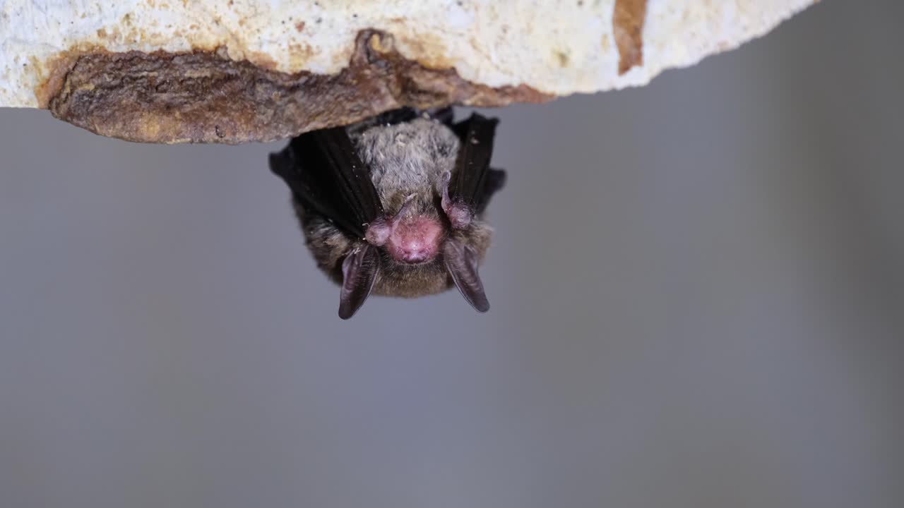Hanging on the roof of the cave while sleeping, Kitti&rsquo;s hog-nosed bat, Bumblebee bat, Craseonycteris thonglongyai
