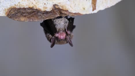 Beim-Schlafen-Auf-Dem-Dach-Der-Höhle-Hängend,-Kittis-Schweinsnasenfledermaus,-Hummelfledermaus,-Craseonycteris-Thonglongyai