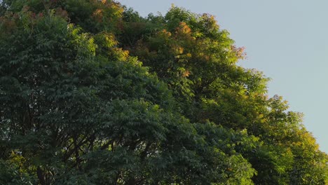 Ramas y hojas de árboles