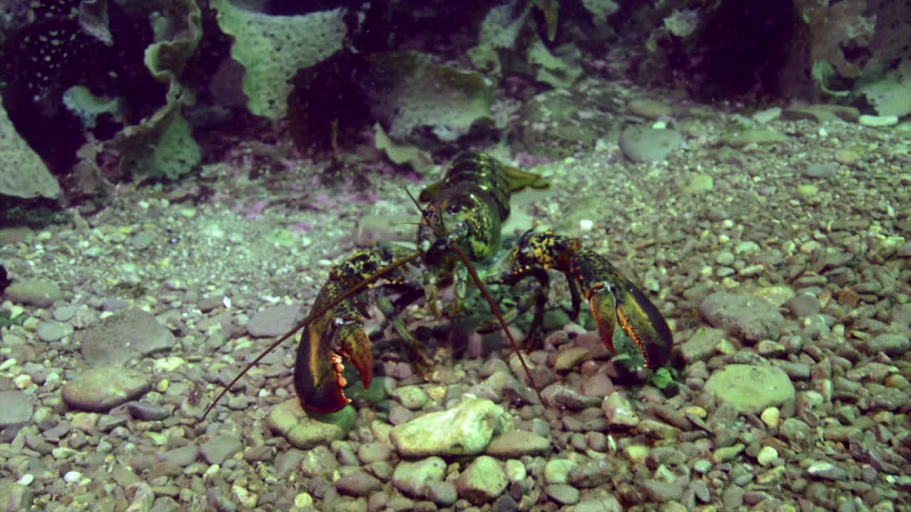 Lobster underwater walking on the bottom of the ocean.