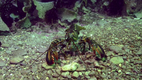 lobster underwater walking on the bottom of the ocean.