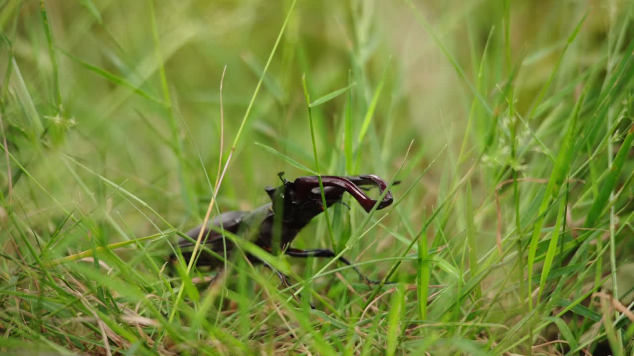 풀 속 의 사 정벌레