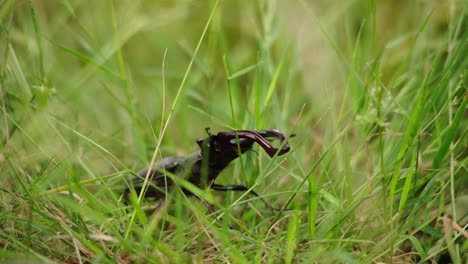 stag beetle in grass