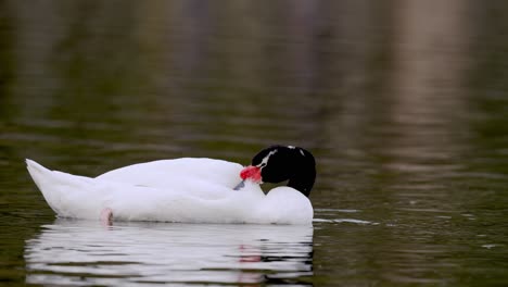 Primer-Plano-De-Un-Cisne-De-Cuello-Negro-Salvaje,-Cygnus-Melancoryphus,-Flotando-En-Un-Lago-Ondulado,-Ocupado-Acicalándose-Y-Arreglando-Sus-Plumas