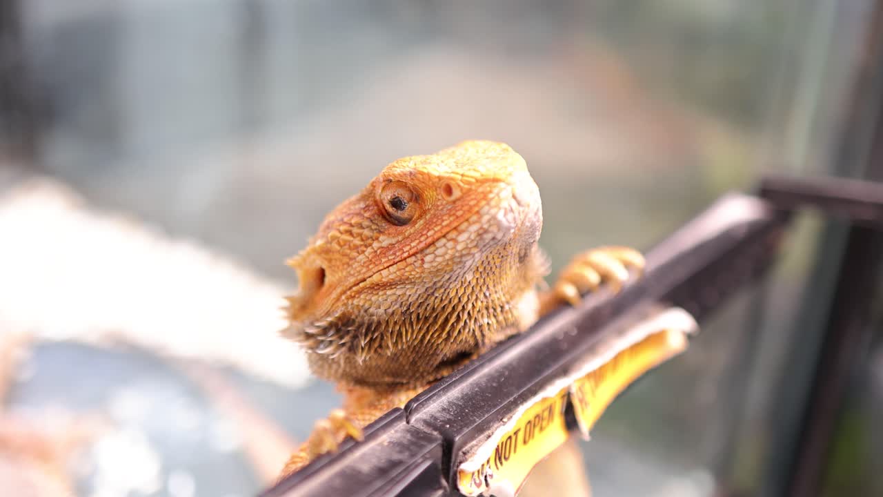 A bearded dragon perches on a terrarium edge, gazing curiously. Bright lighting highlights its textured scales