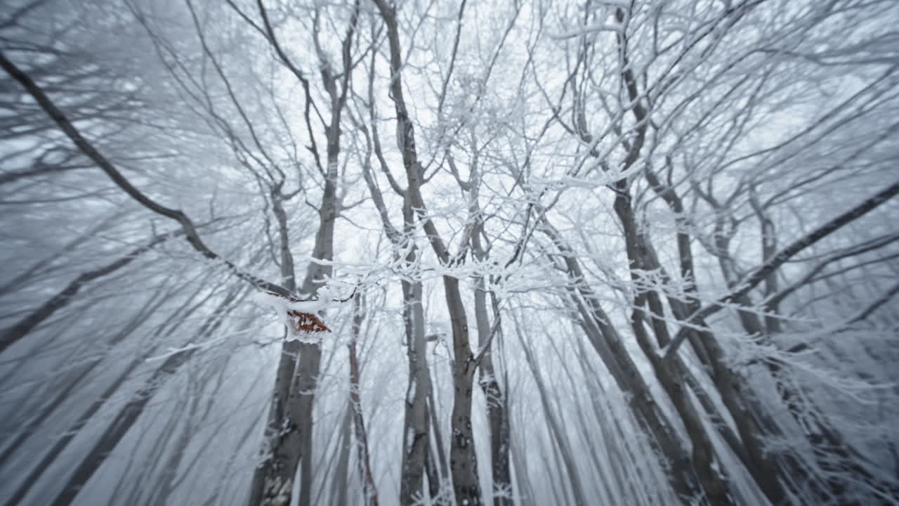 спокойный зимний лес с голыми деревьями, покрытыми свежим белым снегом, вызывающий спокойствие