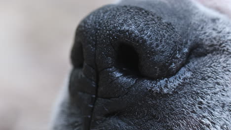 Super-close-up-footage-of-a-dogs-wet-nose-sniffing-outside