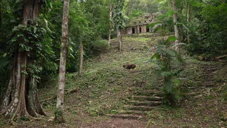 ruinas mayas en un bosque de yaxchillan, méxico