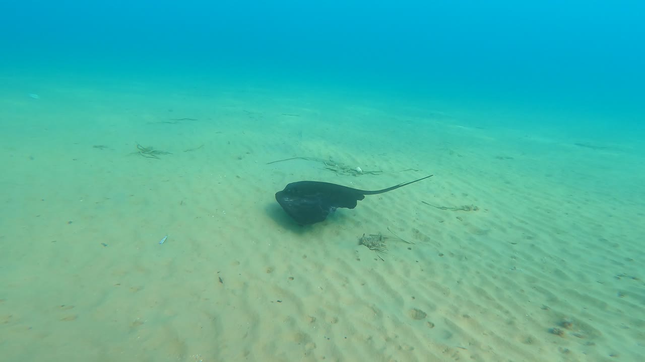 rayas nadando en el agua sucia en la playa de mil palmeras en españa en cámara lenta