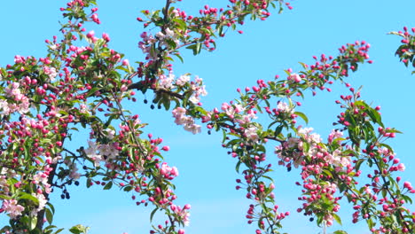 pink branches in the wind