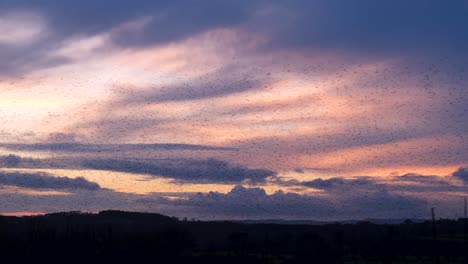 Large-murmuration-flock-of-starlings-flying-against-a-dusky-hazy-purple-sunset-sky-in-rural-countryside-of-Somerset,-England