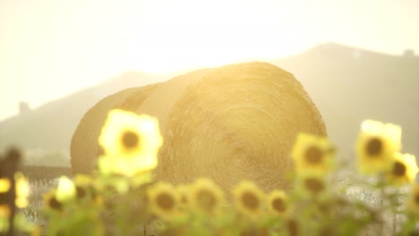 fardos de heno en la puesta de sol