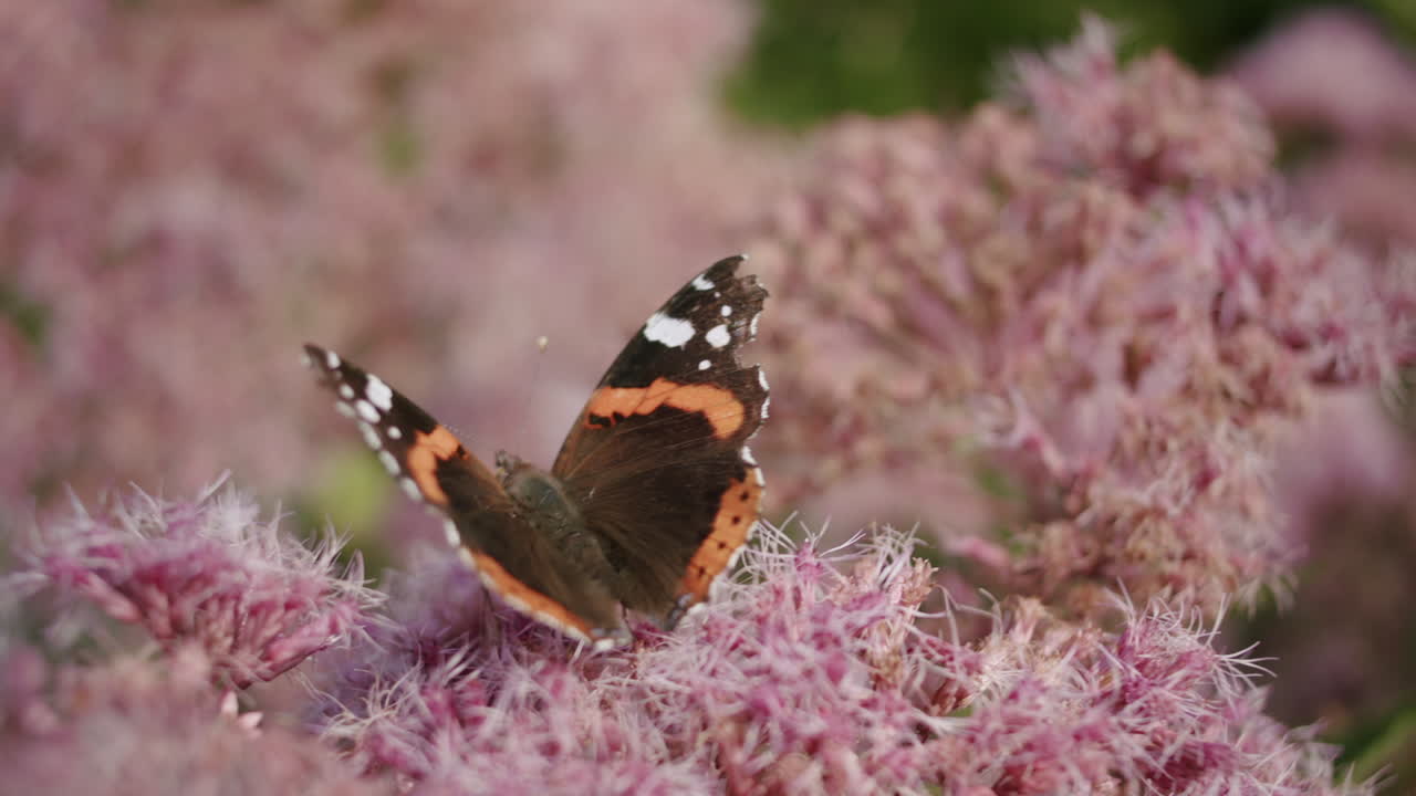 Una ripresa ravvicinata a mano di una farfalla vanessa atalanta che raccoglie nettare da fiori rosa tra le piante verdi, mentre spicca il volo.