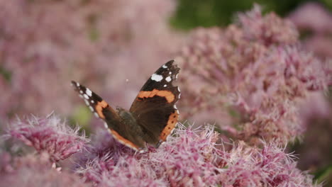 una toma de primer plano de una mariposa almirante roja recogiendo néctar de las flores rosas entre las plantas verdes, despegando