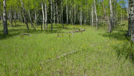 Aspen-Tree-spring-yellow-flower-in-Colorado-forest-cinematic-aerial-drone-lush-green-grass-after-rain-daytime-sun-peaceful-Rocky-mountain-hiking-trail-Denver-Vail-Aspen-Telluride-USA-pan-up-forward