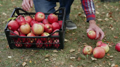 hombre recogiendo manzanas en un huerto