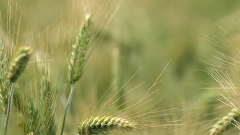 Close-up-shot-of-green-maturing-wheat-ears-blowing-in-the-wind