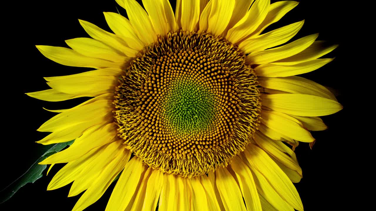 желтая голова подсолнечника цветет в промежутке времени. открытие цвета на черном фоне от бутона до увядания в промежутку времени